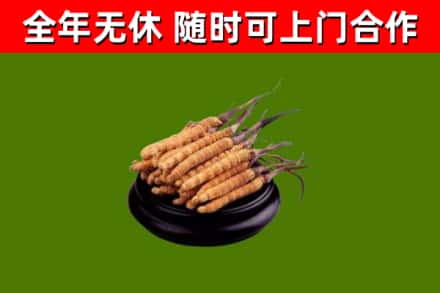 柳城回收散虫草